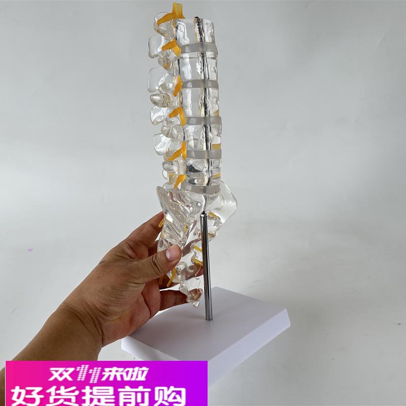 透明腰椎带尾骨模型椎间盘脊神经骶骨尾椎骨脊椎脊柱骨科立体教学