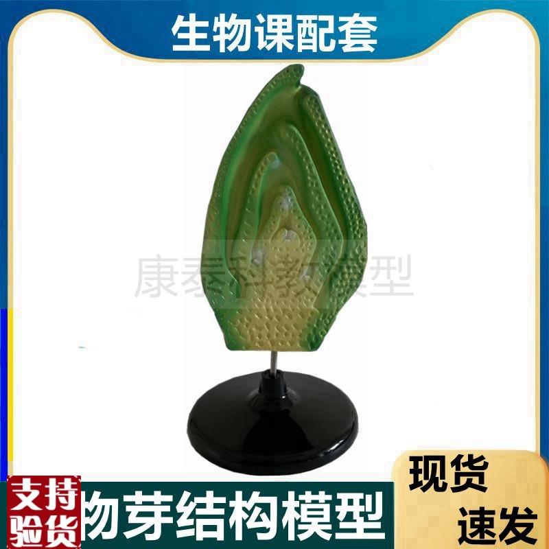 芽模型种子植物h单子叶双子叶细胞桃花小麦花中学生物课器材叶绿