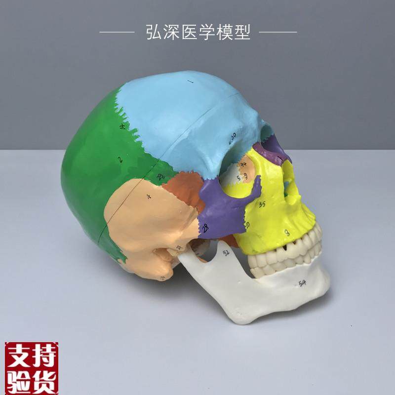 人体头颅骨模型彩色分区数字标z识骨骼解剖结构骷髅生物教学类模