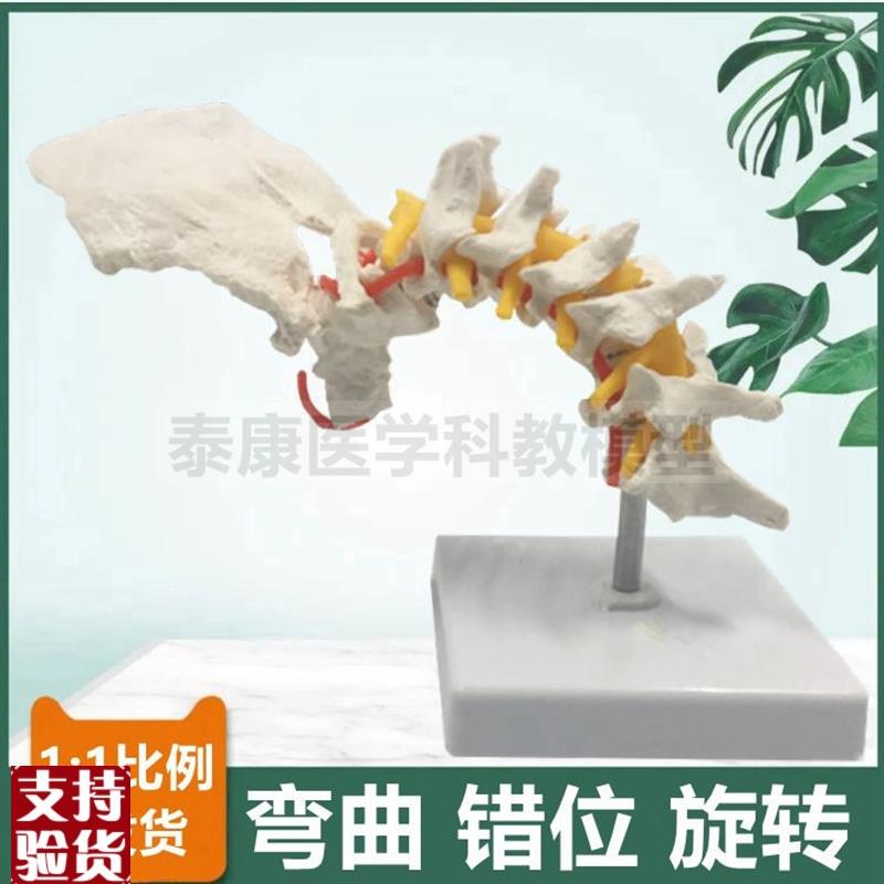 颈椎功能演示模型侧弯旋转错位正骨推拿按摩练手随意人Z体仿真比