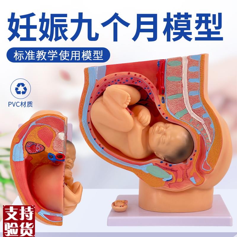 女性矢状解剖g模型4部件骨盆妊娠九个月胎儿分娩直观盆腔附足月儿
