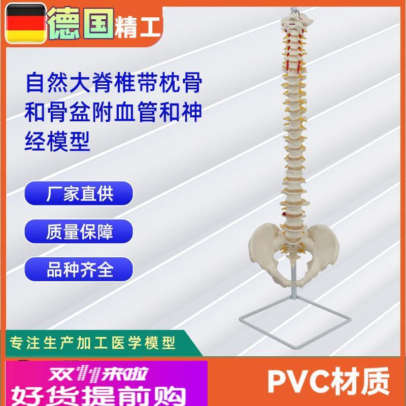 自然大脊椎带枕骨和骨盆附血管和神经模型 人体骨骼模型教学模型