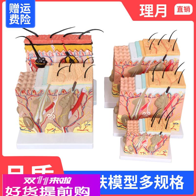 50倍皮肤模型人体皮肤结构组织放大解剖医学立体表皮层次皮肤美容