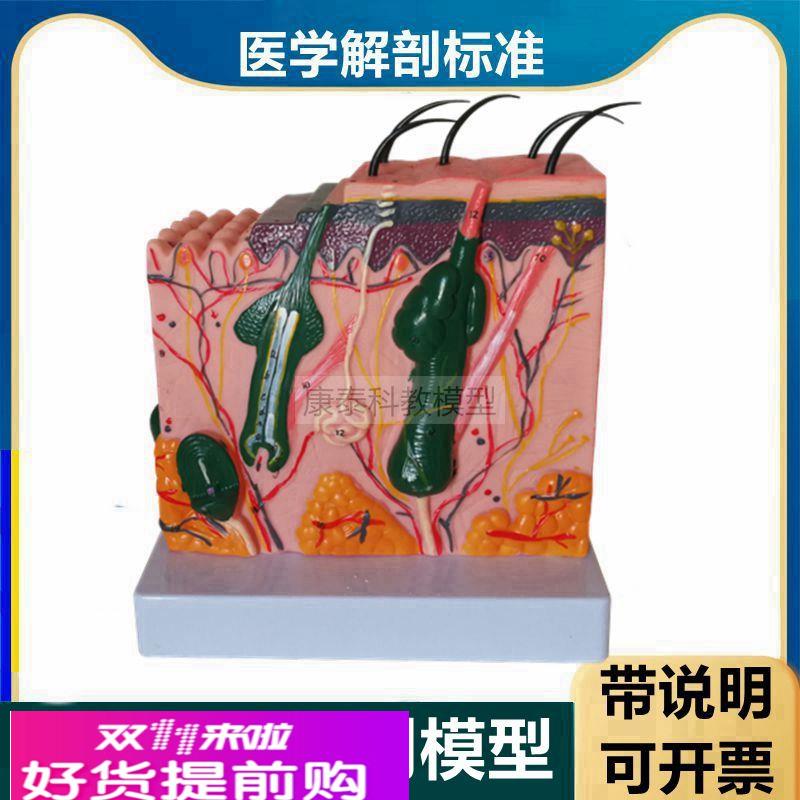 人体皮肤模型带标识说明皮肤层次结构毛囊皮下组织美容微整形医美