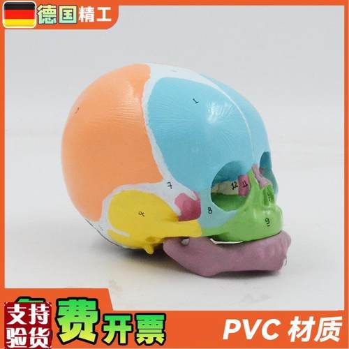 德国】1比1彩色婴儿头骨模型数字标识额骨囟门下颌骨.解剖教具医