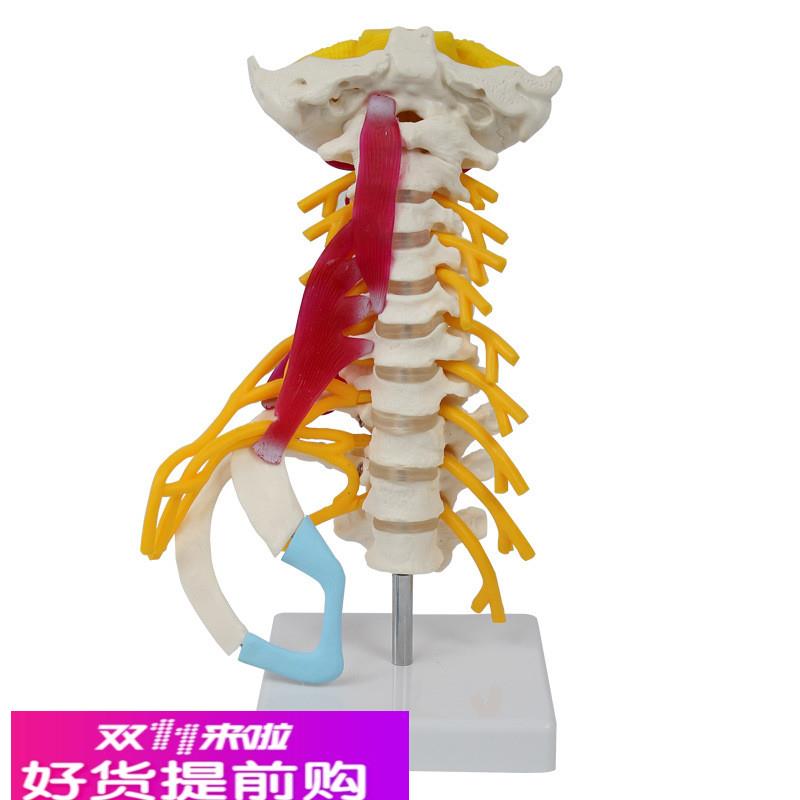 人体颈椎模型枕骨小脑脊髓神经肌肉肋骨寰椎枢椎麻醉解剖正骨医用