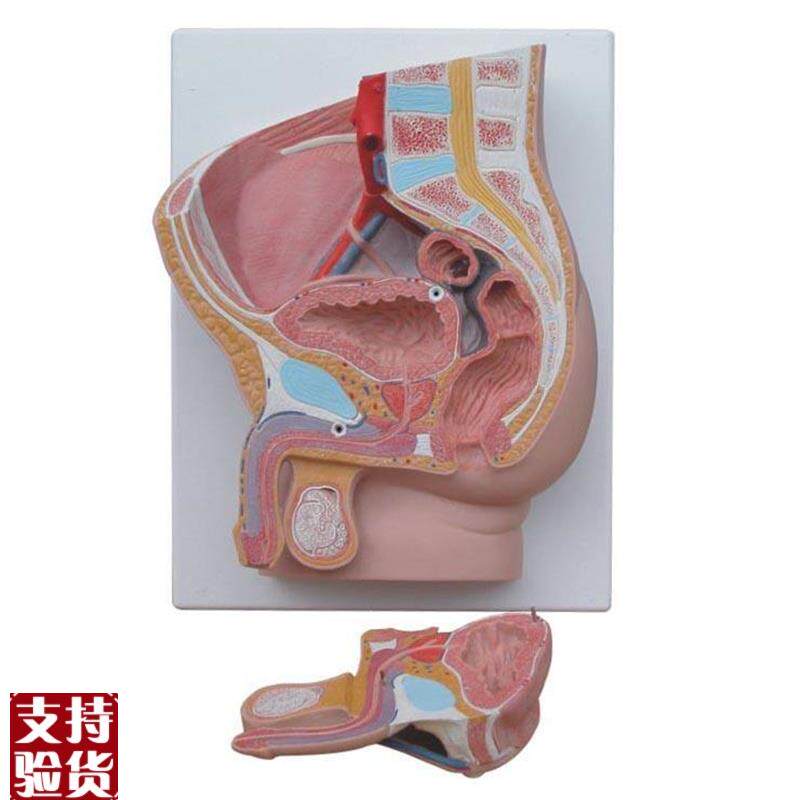 男性矢状解剖模型(2件)C人体医学用教学标本模型