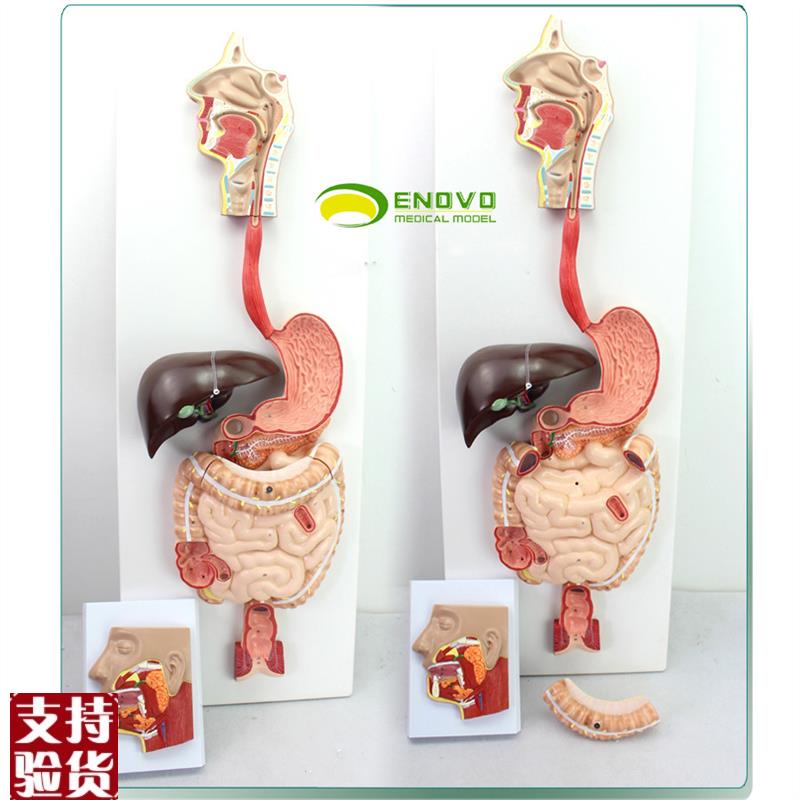 ENOVO颐诺医学人体消化系统模型化道腺消化内科解W剖结构器官教具