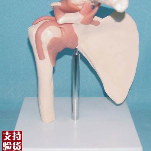 人体肩关节功能模型肩胛骨t锁骨肱骨骨骼骨架医用教学讲解展示玩