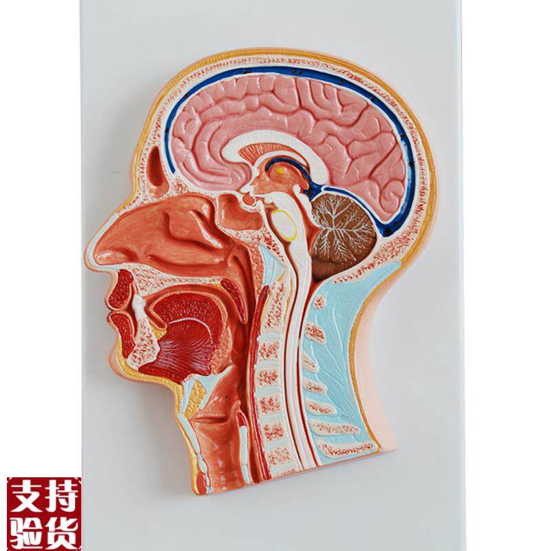 头中部切面模型大脑m切面模型人体头部解剖模型颅内脑结构造示教