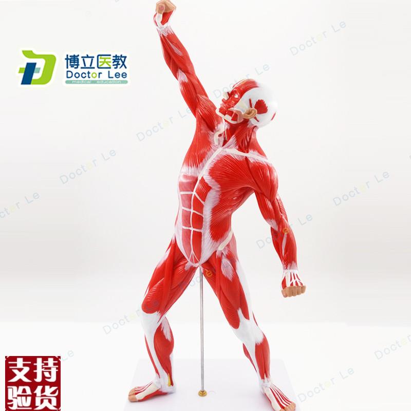 人体全身肌肉运动模型浅r层肌肉解剖运动系统肌肉人体模型美术医