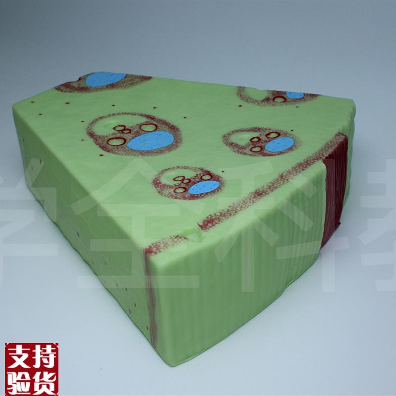 单子叶植物模型子叶植物茎构造纵横切面细胞R组织生物教学模型