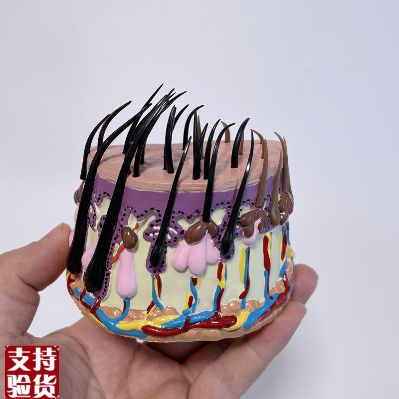 头发生长过程模型头皮放大解剖z皮下结构人体皮肤毛发病理脱发整