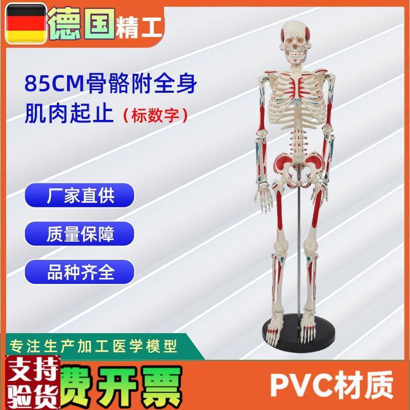 85CM附全身肌肉起止q点骨骼标数字人体脊柱模型仿真小白骷髅标本