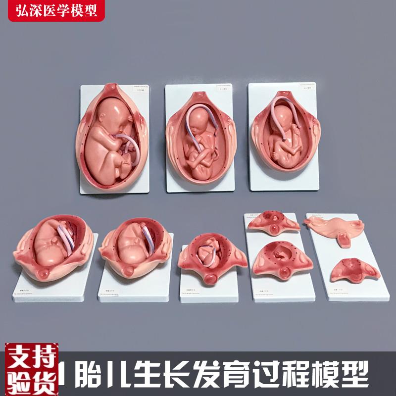 胎儿生长发育过程模型女性怀孕妊娠十月分娩妇幼保健妇产Z科学1比