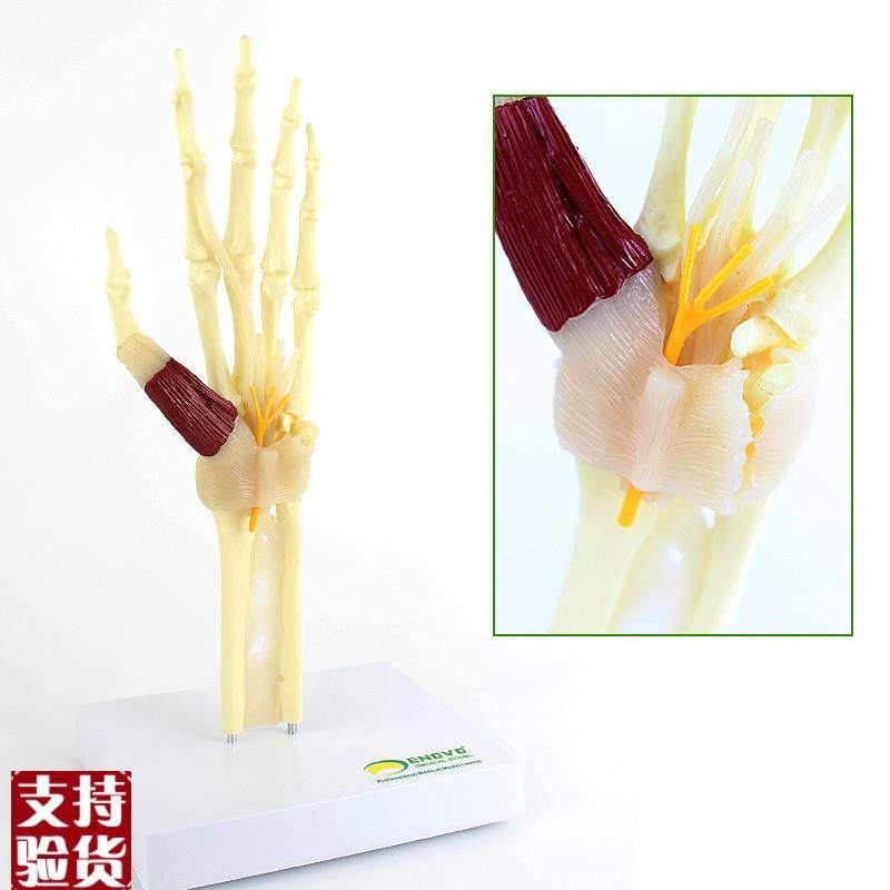 ENOVO颐诺人体腕关节综合征模型腕管综合P征正中神经肘关节桡,文具电教/文化用品/商务用品,教学标本/模型,淘宝优惠券,粉丝福利购,淘宝优惠卷