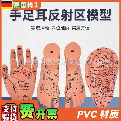 脚穴位模型足部底耳模耳朵v手经络手部推拿针灸足底脚模反射模型