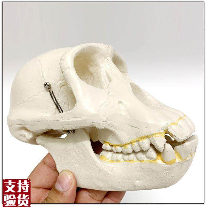 人类头骨区分g古猿人模型古代北京人骨髅头影视科普道具摆件玩具