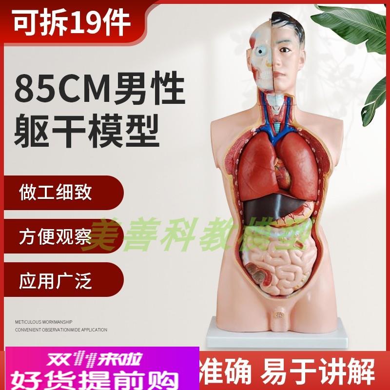 85CM男性躯干模型19件可拆内脏构造解剖模型人体躯干模特医学教具