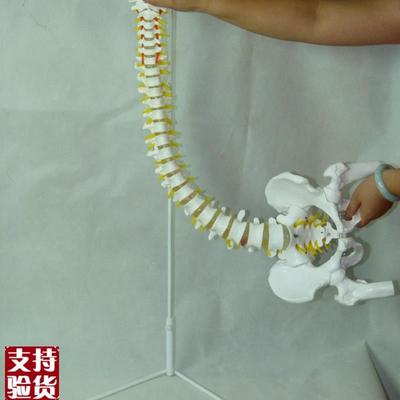 厂家直销自然大脊椎附骨盆y半腿骨教学模型脊柱模型脊椎模型