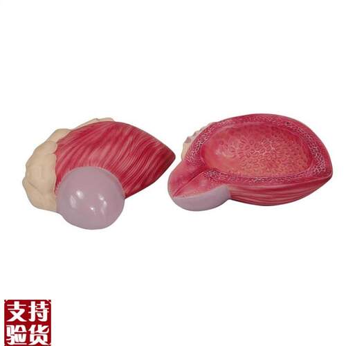 膀胱模型男性膀胱前列.腺放大模型泌尿J生殖系统构造教学医学教具