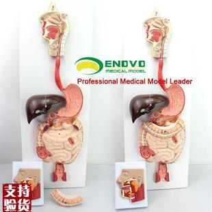 颐诺正品医用人体消化系统模型消F化道消化腺模型人体解剖系统