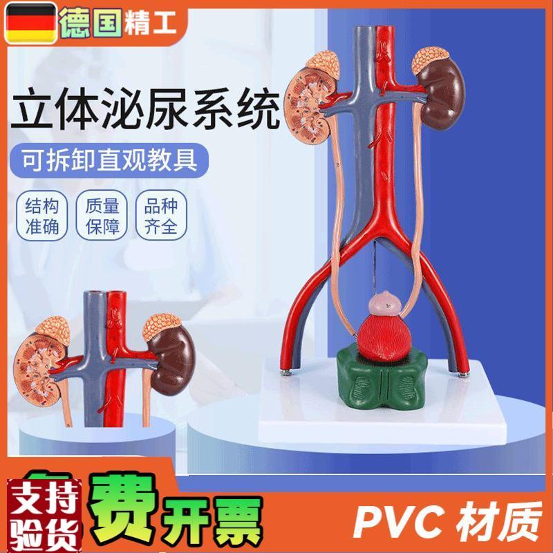 德国】人体立体泌尿o系统模型肾脏模型动静脉模型泌尿系统医学教