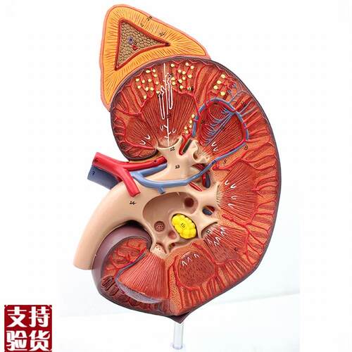 ENOVO颐诺医学人体q肾脏肾上腺模型肾器官解剖泌尿系统模型生殖泌