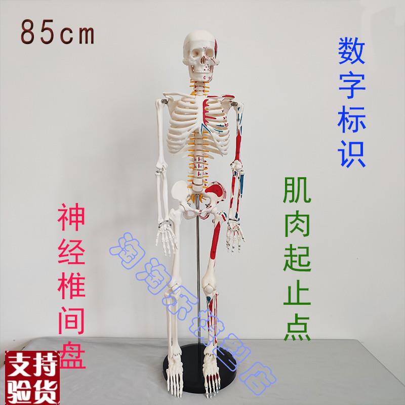 数字标识人体骨骼模型肌肉起止点神经椎间盘骨架医Q学瑜伽健身85c