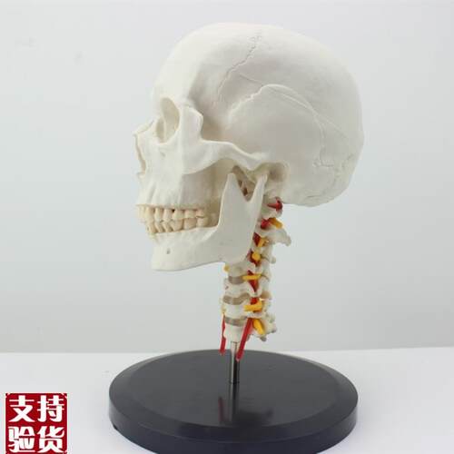 ENOVO颐诺人体头骨颅骨带颈椎模G型头骨模型颈动脉颈椎模型枕骨