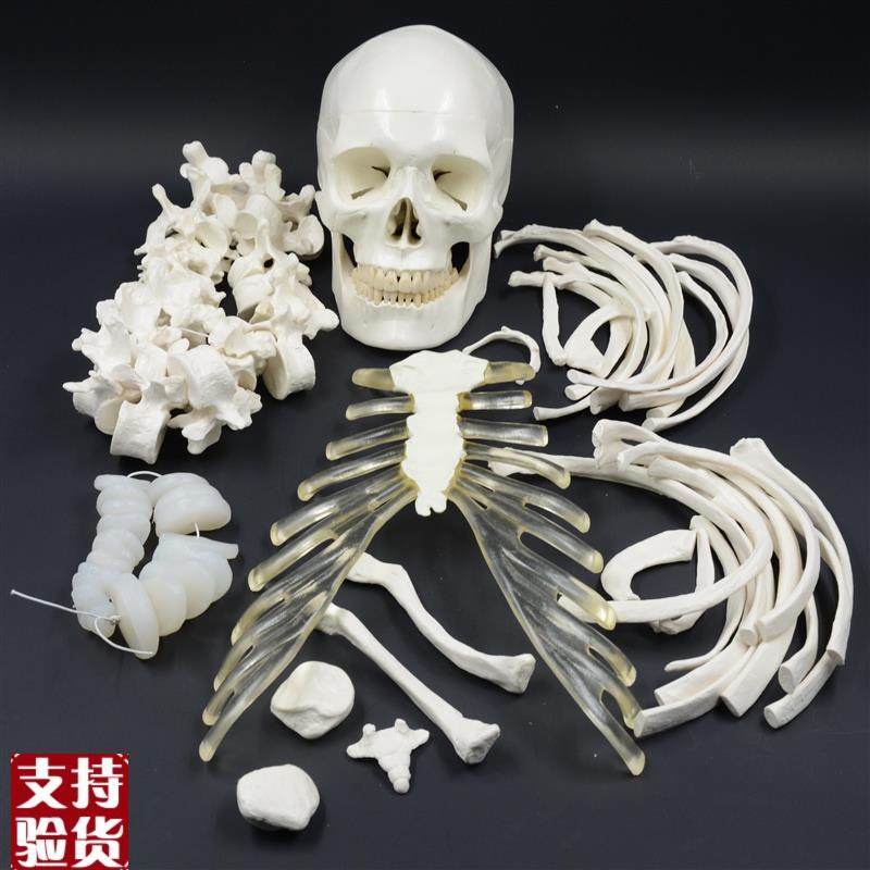 人体全身散e骨模型170cm仿真骨骼模型骨架模型医用正骨,文具电教/文化用品/商务用品,教学标本/模型,淘宝优惠券,粉丝福利购,淘宝优惠卷