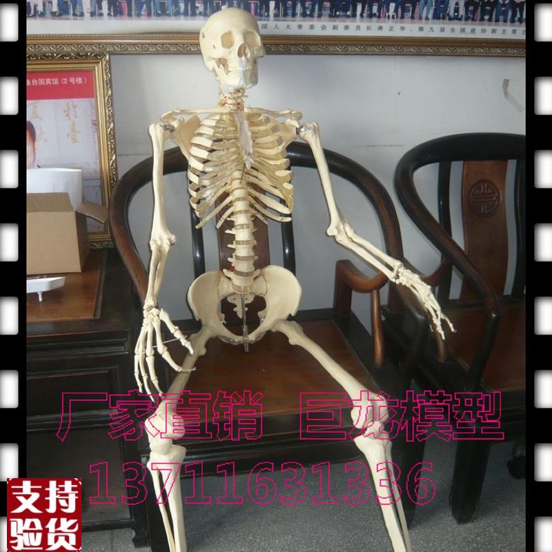 全国包邮人体模型!厂家直销!仿真人体骨骼模O型170CM骨架模型