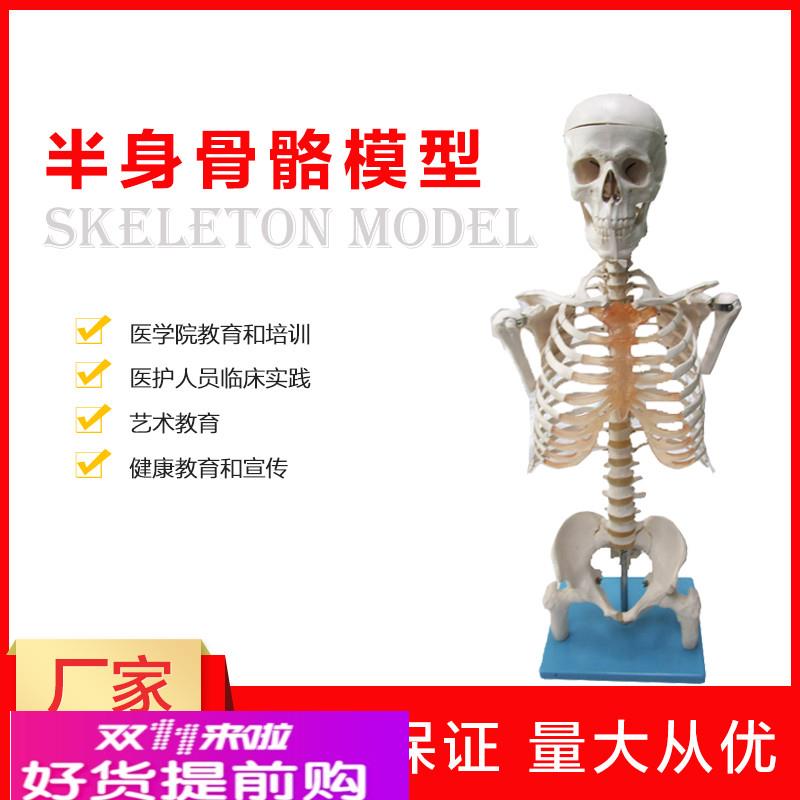 半身人体骨骼模型骨架模型解剖学艺术教学演示医学科研骨骼模型
