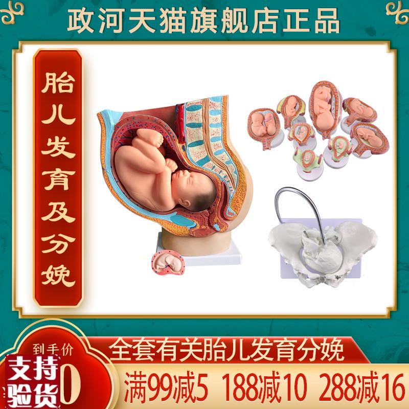 政河九月胎儿发育过程模型女性分娩生产骨盆O骨骼子宫器官结构解