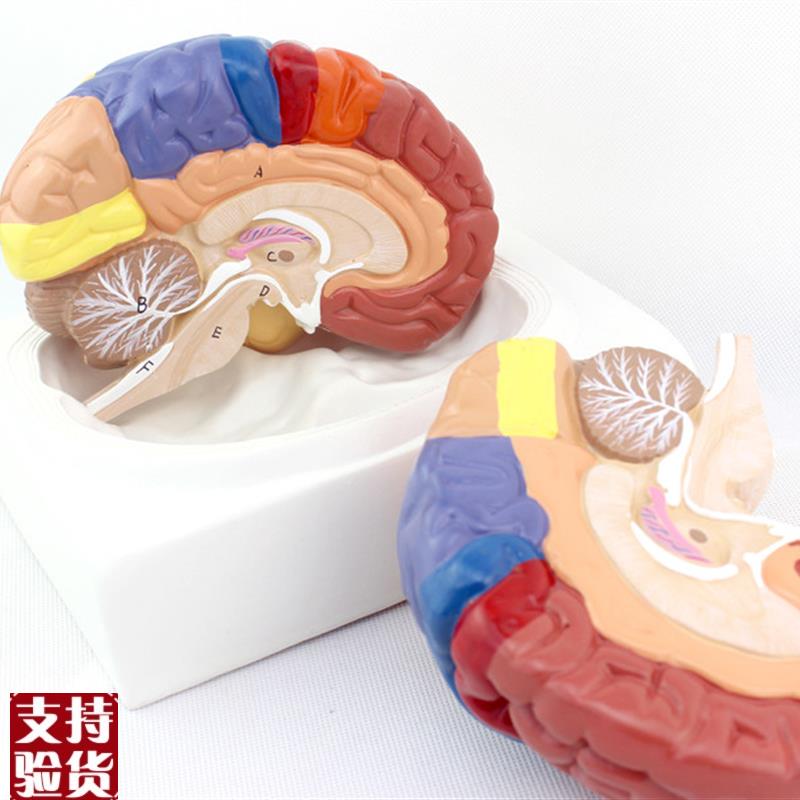 颐诺正品医用大脑模型大脑功能分区皮层分区U模型人体脑模型