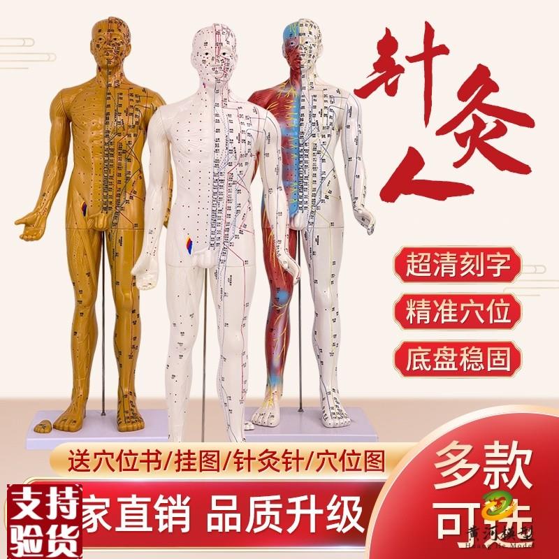 6085cm高清中医针灸穴位模型图教学全身十二经络人X体解剖小铜人