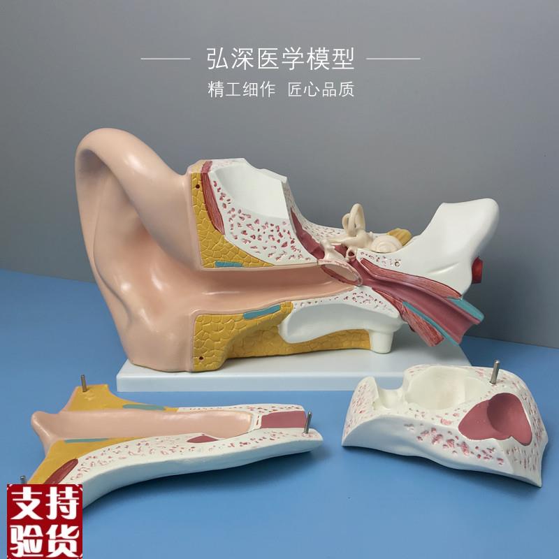 耳朵放大模型五倍耳道人体u器官解剖结构儿童教学模具弘深医学模