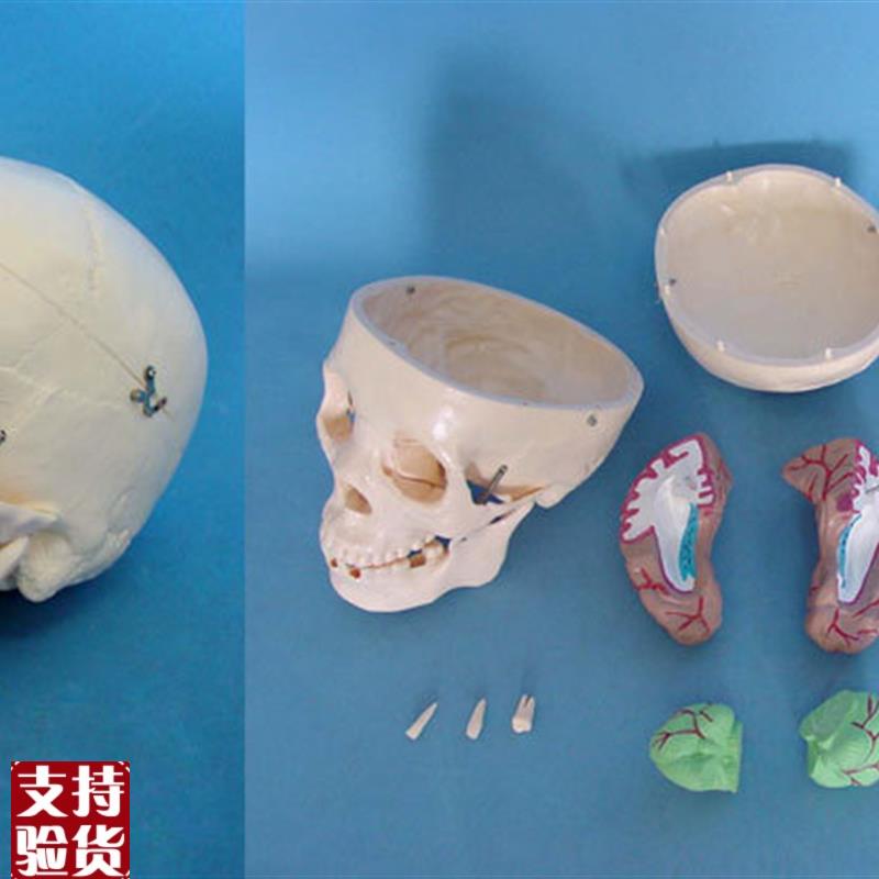 1:1头骨带脑模型骷髅头骨骼骨架医用教P学讲解人体标本模型