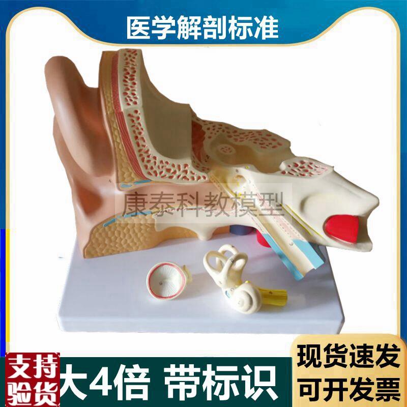 人耳朵解b剖模型放大4倍可拆卸带标识内耳迷路鼓膜听小骨听觉器官