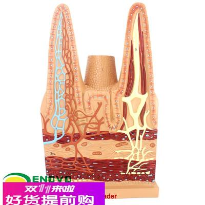 ENOVO颐诺医学用人体小肠绒毛解剖模型消化系统模型医用生物教学