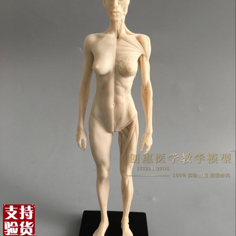 30cm艺用人体模型白胚肌肉骨骼解C剖人体结构美术模型CG绘画雕塑