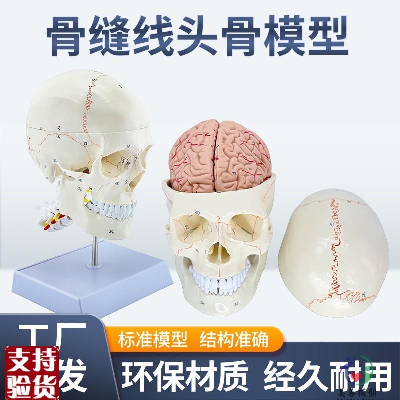 骨缝线头骨e附颈椎及脑模型人体头骨医学大脑标本颅脑解剖