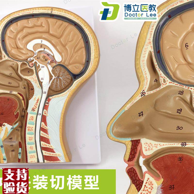 头部正中矢d状切面模型头颅脑模型头部解剖模型耳鼻喉解剖