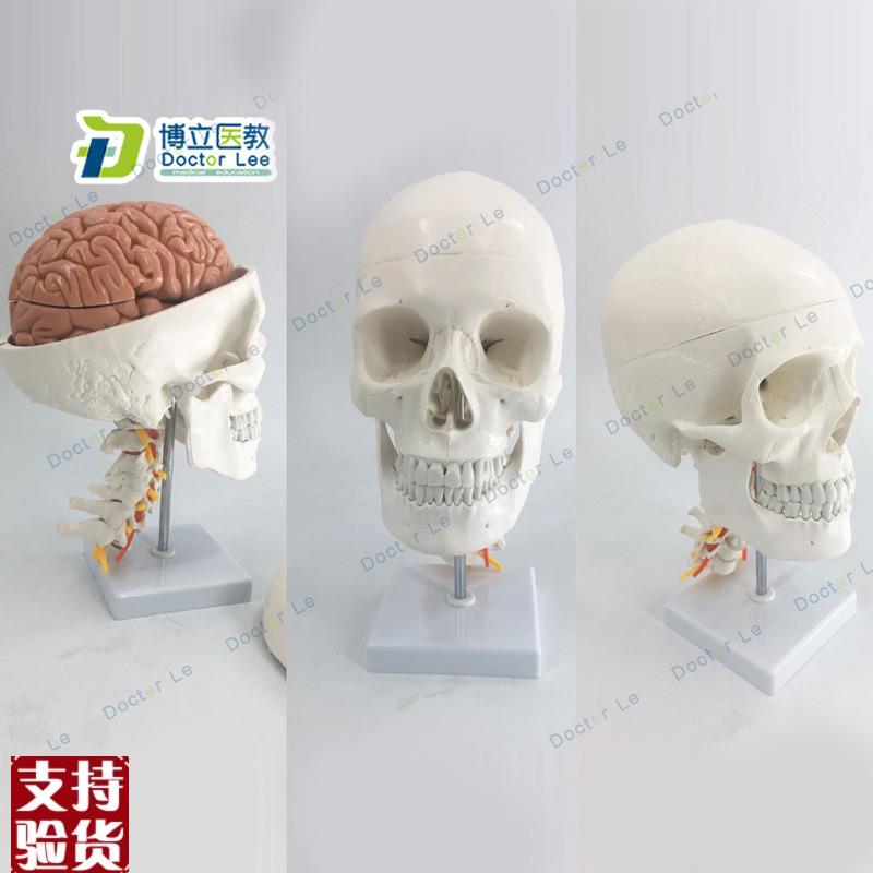 人体头骨模型自然大头q骨带颈椎附脑模型头颅脑动脉模型有支架