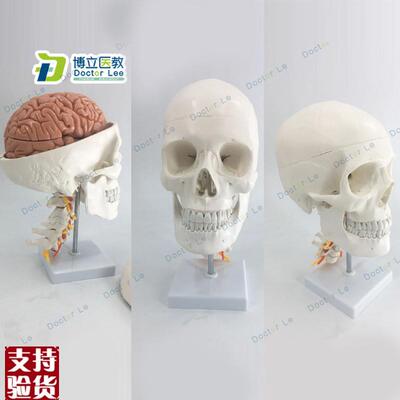 人体头骨模型自然大头q骨带颈椎附脑模型头颅脑动脉模型有支架