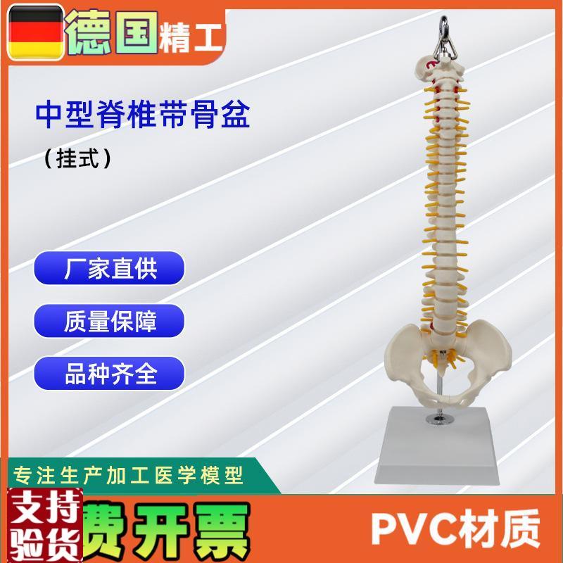 中型脊椎带骨盆(挂式)模型人G体骨骼模型医学教学模型