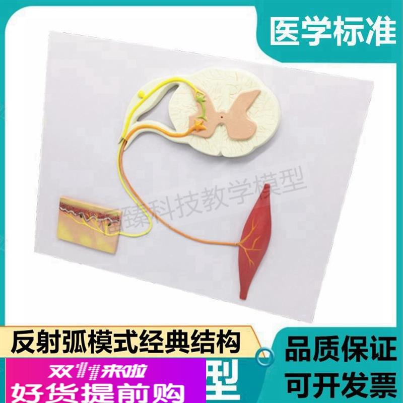 反射弧模型条件感受器传入神经中间神经元传出神经效应器细胞突触