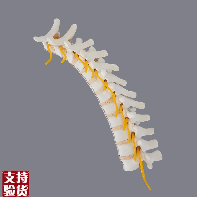 康泰仿真骨胸椎骨科术前实训练习假骨头临床医师技能YX光影像教学