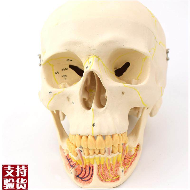ENOVO颐诺成人头o骨模型下颌骨颌面外科解剖仿真头颅骨口腔科头骨,文具电教/文化用品/商务用品,教学标本/模型,淘宝优惠券,粉丝福利购,淘宝优惠卷