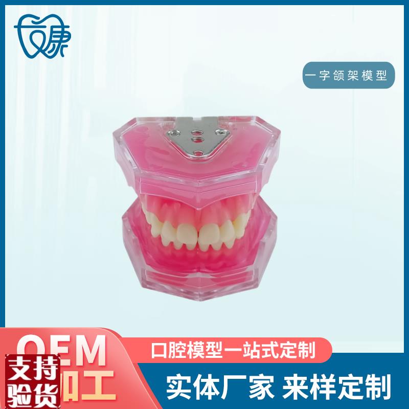 28拔牙模型人体牙齿结构解剖模型口腔V牙模具仿真牙科教学牙模型